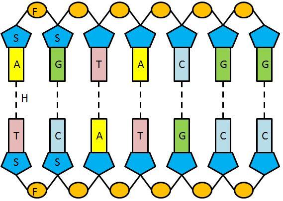DNS Molekuul