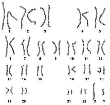 46 Chromosome